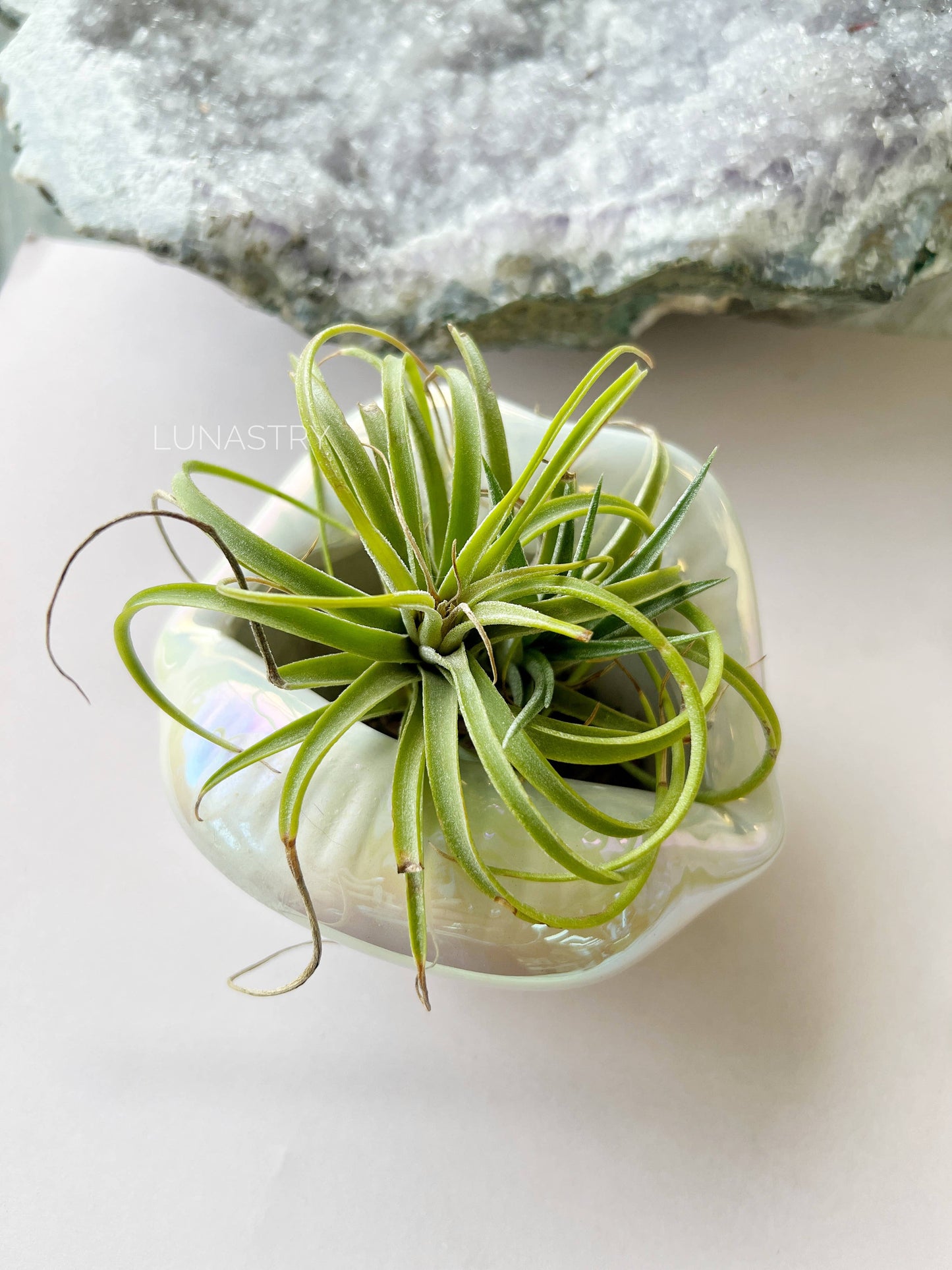 Silver Lip Bowl
